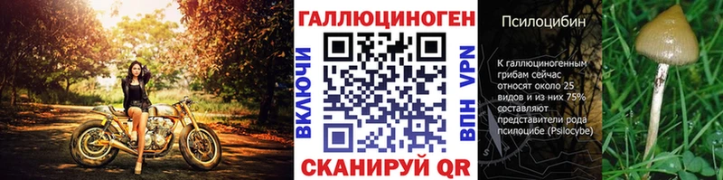закладка  Калининград  Псилоцибиновые грибы MAGIC MUSHROOMS 